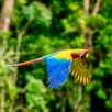 Papegaaien spotten Costa Rica